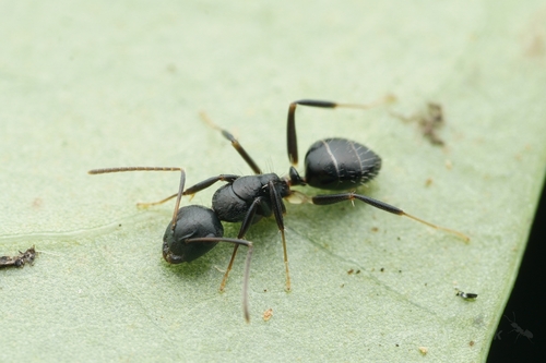 Camponotus auriculatusCamponotus auriculatus