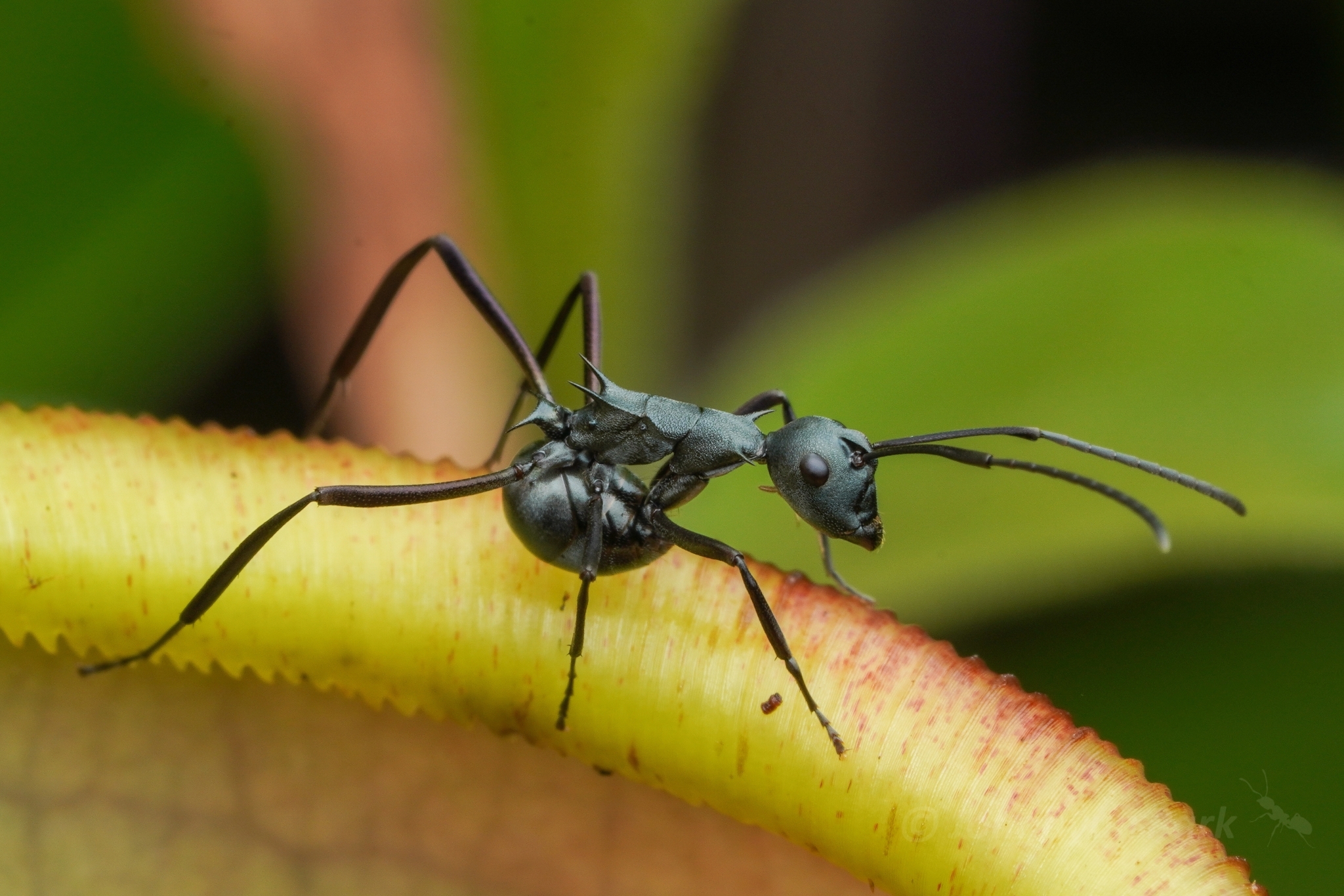 Polyrhachis oedipus
