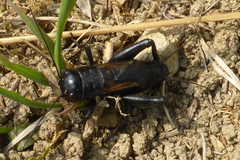 Melanogryllus desertus
