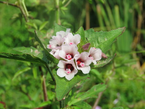 Image of Malachra radiata by (c) Pablo Cauã da Silva Toledo, some rights reserved (CC BY)