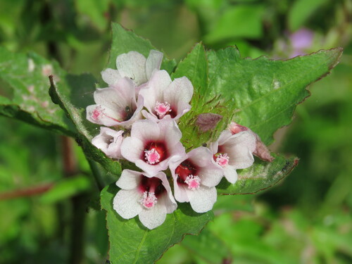 Image of Malachra radiata by (c) Pablo Cauã da Silva Toledo, some rights reserved (CC BY)