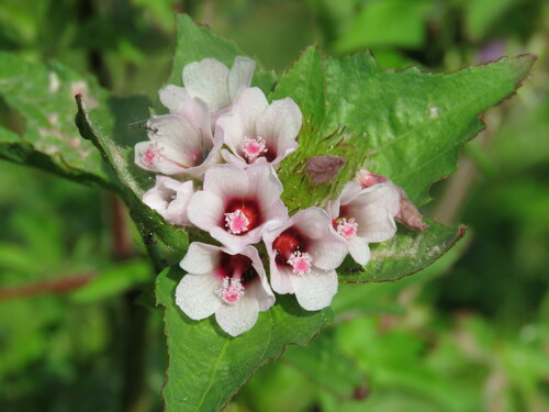 Image of Malachra radiata by (c) Pablo Cauã da Silva Toledo, some rights reserved (CC BY)