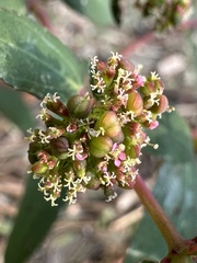 Graceful spurge