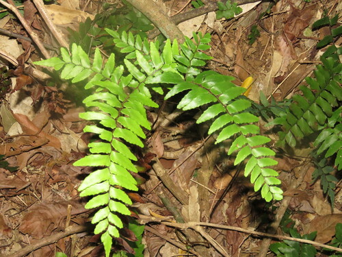 Oblique Maidenhair (Adiantum obliquum)