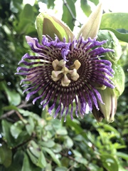 Passiflora laurifolia