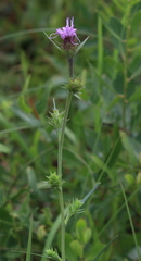 Liatris squarrosa