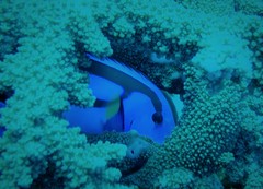 Paracanthurus hepatus