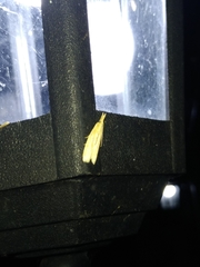 Ematheudes punctella