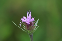 Liatris squarrosa