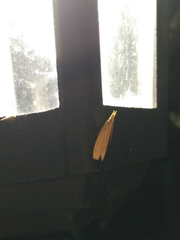 Ematheudes punctella