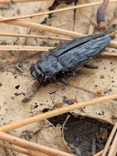 Western Sculptured Pine Borer