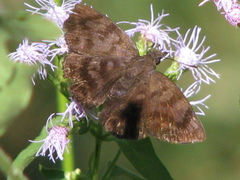 Pellicia arina