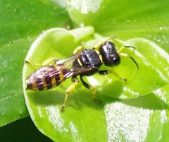Ectemnius lituratus