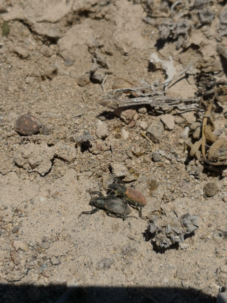 Herpisticus subvestitus