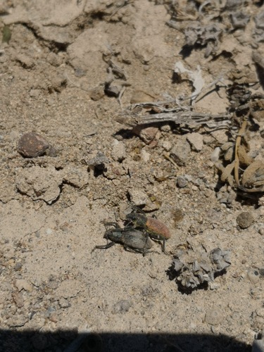Herpisticus subvestitus