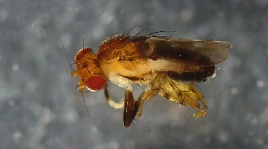 Poecilosomella multicolor