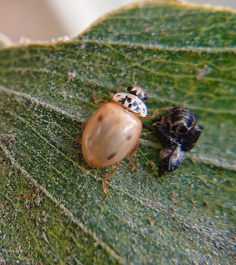 Mulsantina mexicana