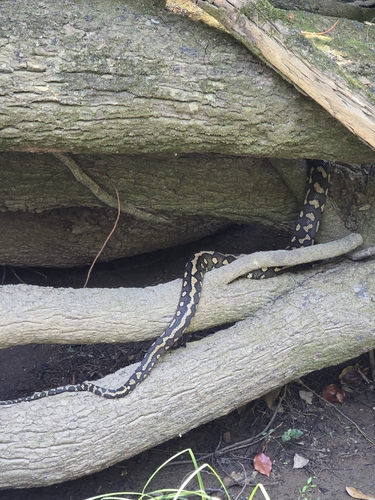 Coastal Carpet Python sighting