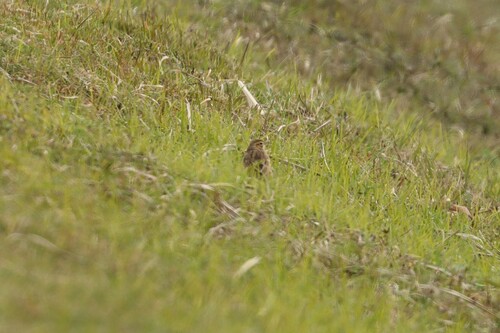 Richard's Pipit, 中国浙江省杭州市余杭区北湖草荡 邮政编码: 311115, photo 10 of 10