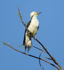 White Woodpecker photo 2