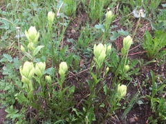Castilleja septentrionalis