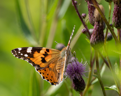 Vanessa cardui