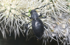 Moneilema semipunctatum