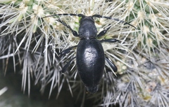 Moneilema semipunctatum