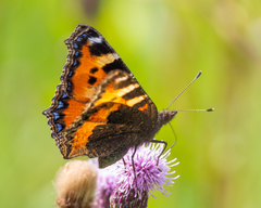 Aglais urticae
