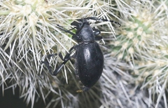 Moneilema semipunctatum
