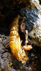 Synanthedon
