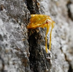 Synanthedon