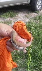 Aspidoscelis maslini