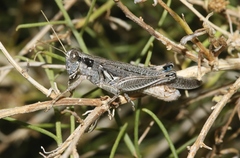 Melanoplus complanatipes