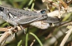 Melanoplus complanatipes