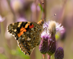Vanessa cardui