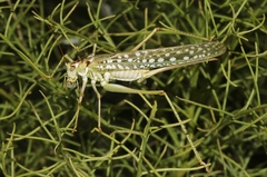 Capnobotes arizonensis