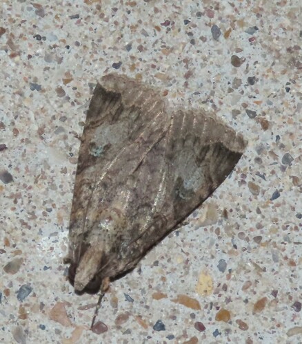 Famelica Melipotis Moth photo 4