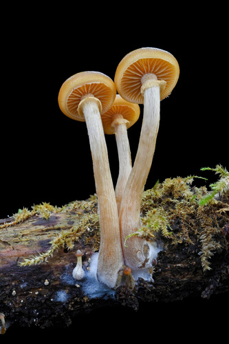 Deadly Galerina
