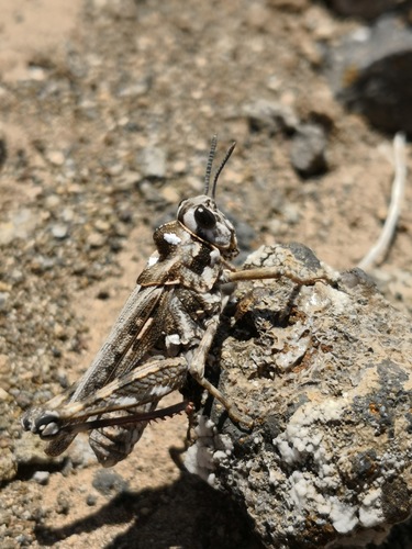 Gran Canaria Crested Grasshopper