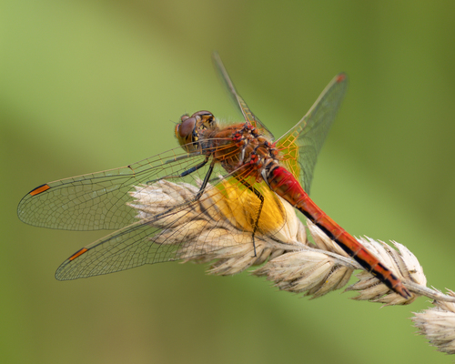 Geltonsparnė skėtė nuotrauka