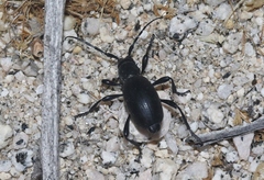 Moneilema semipunctatum