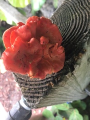 Cantharellus coccolobae