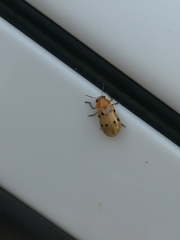 Anomoea bisquadripunctata