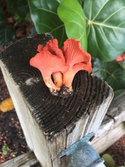 Cantharellus coccolobae