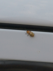 Anomoea bisquadripunctata