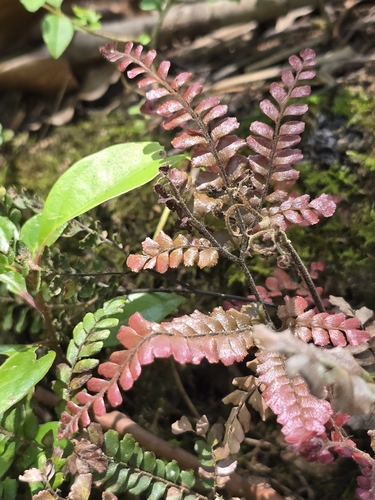 Adiantum hispidulum