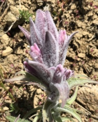Castilleja schizotricha