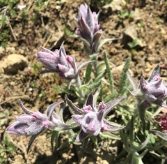 Castilleja schizotricha