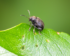 Bromius obscurus
